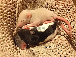 鼠,青年,甜