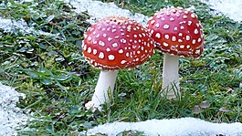 飛木耳,蘑菇,草地