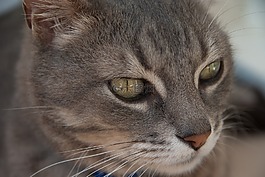 貓,貓科動物,小胡子