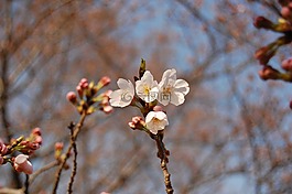樱花,蓝色的天空,阳光明媚