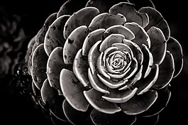 花,自然,植物