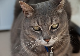 貓,貓科動物,小胡子