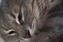 貓,貓科動物,小胡子