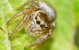 蛛形纲,salticidae,蜘蛛