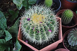 仙人掌,植物,植物学