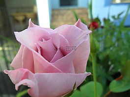 羅莎,花卉,花園