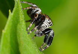 蛛形纲,salticidae,蜘蛛