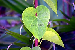 心脏叶moonseed,guduchi,giloy叶