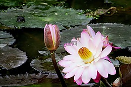 百合,花卉,水生