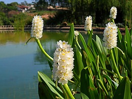 pontedéria,水生,鲜花
