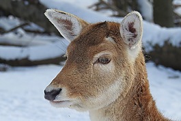 獐鹿,休耕鹿,野生