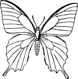 蝴蝶,昆蟲(chóng),動(dòng)物