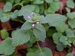 紫色死荨麻,花,开花