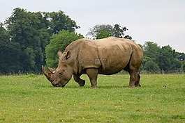 犀牛,動物,野生動物園