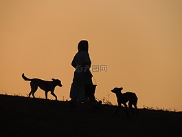 日落,狗,動物
