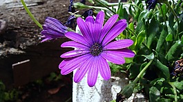 花,丁香,花瓣