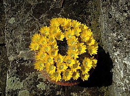 仙人掌,仙人掌花,黃色花