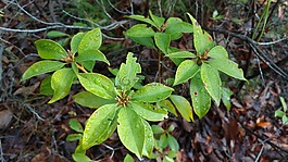 自然,葉,植物區(qū)系
