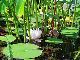 池塘,睡蓮,湖