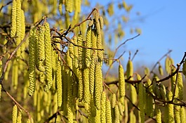 榛,花粉,種子