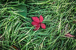 紅色,葉,綠色