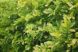 綠色,植物,枝杈
