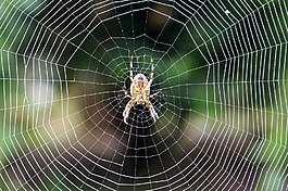 蜘蛛,web,蜘蛛网