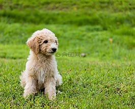 goldendoodle,小狗,可爱
