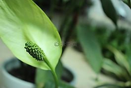 盆栽,植物,小清新