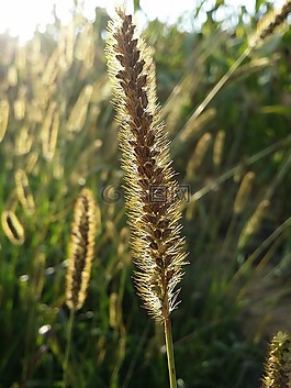 麥田,模糊,特寫