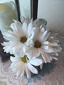 白色雛菊,花,中心片