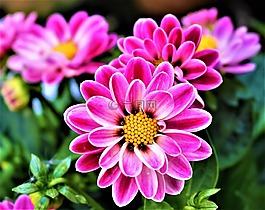 鮮花,花瓣,開花