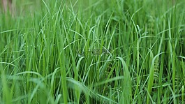 草,綠色,夏天