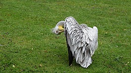 佩利坎,動(dòng)物園,鳥(niǎo)