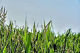 草,刀片,草葉
