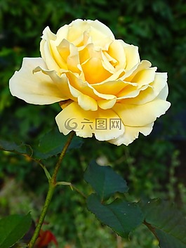 玫瑰,玫瑰綻放,花
