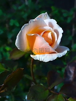 玫瑰,玫瑰綻放,花