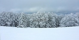 森林,雪,冬天风景