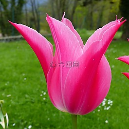 花,宏,性質(zhì)