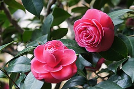 花,玫瑰,植物區(qū)系