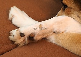 狗爪子,爪,狗