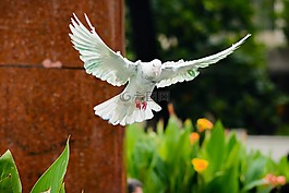 鳥,自然,鴿子