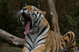 虎,困,動物園