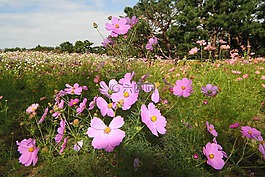 鮮花,景觀,宇宙