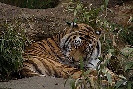 虎,困,動物園