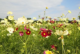 鮮花,景觀,宇宙