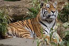虎,困,動物園