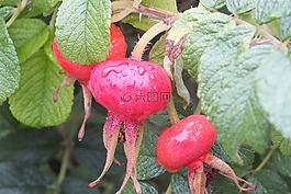 水果,野生玫瑰,廠