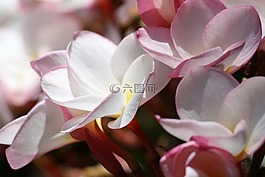 姜黄色百合花,鲜花,花的