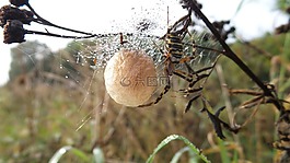 蜘蛛,鳥(niǎo)巢,球